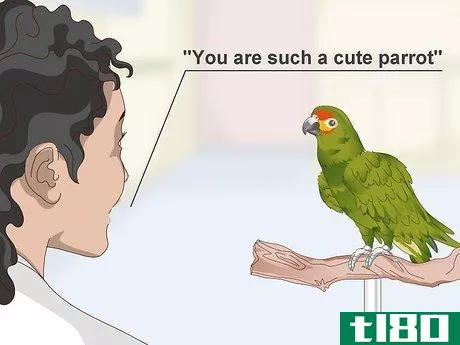 Image titled Deal with an Aggressive Amazon Parrot Step 12