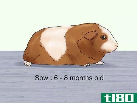 Image titled Choose a Guinea Pig for Breeding Step 6