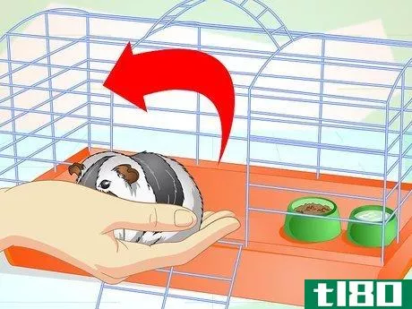 Image titled Clean a Guinea Pig Cage Step 2