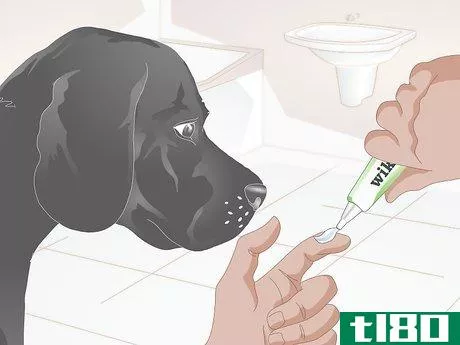 Image titled Clean Your Dog's Teeth Step 5