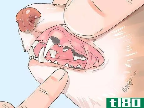 Image titled Clean a Ferret's Teeth Step 8