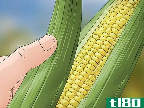 如何防治玉米穗虫(control corn ear worms)