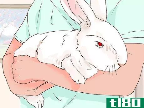 Image titled Deal with a Sick Rabbit Step 7
