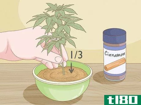 Image titled Clone a Marijuana Plant Without Rooting Hormone Step 6