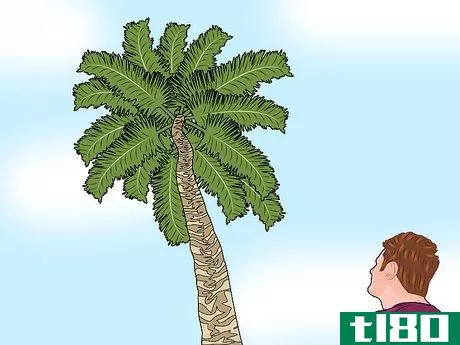 Image titled Climb a Palm Tree Step 2