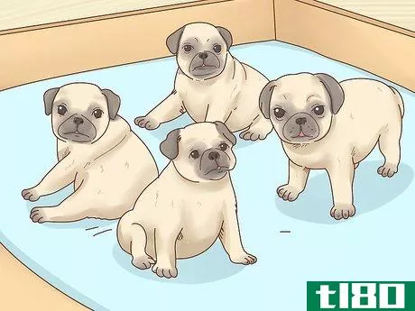 Image titled Choose a Pug Step 4
