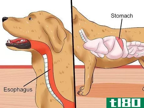 Image titled Cure Frequent Dog Vomiting Step 4