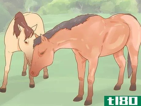 Image titled Check a Mare for Pregnancy Step 1