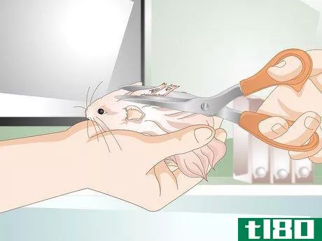 Image titled Clean a Long Haired Hamster Step 6