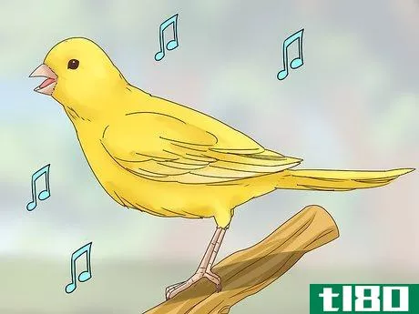 Image titled Choose a Canary Step 3