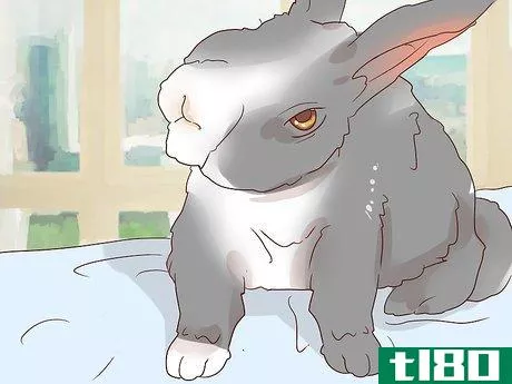 Image titled Deal with a Sick Rabbit Step 11