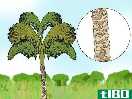 Image titled Climb a Palm Tree Step 3