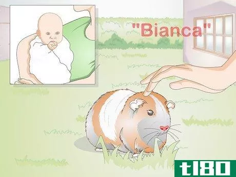Image titled Choose Your Guinea Pig's Name Step 6