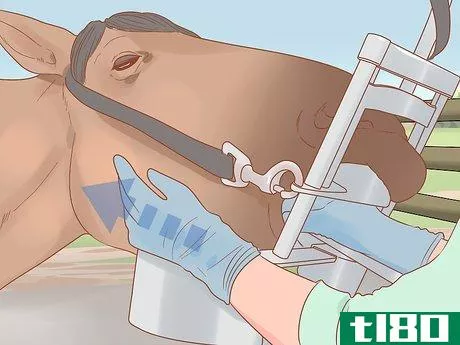 Image titled Check Whether Your Horse or Donkey Needs to See a Dentist Step 5