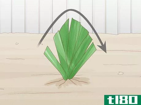 Image titled Cut Back Irises in the Fall Step 4