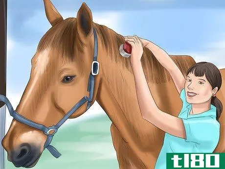 Image titled Bathe a Horse Step 12