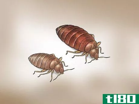 Image titled Check for Bedbugs Step 2