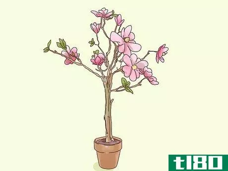 Image titled Choose Plants for Good Feng Shui Step 2