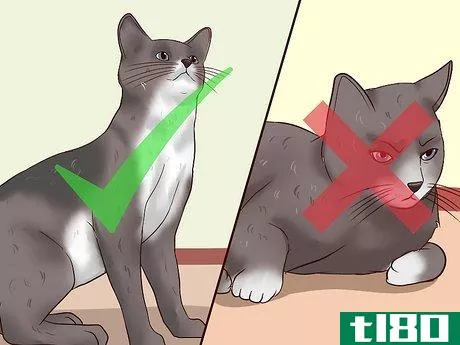 Image titled Clean Your Cat When He Can't Do It Himself Step 24