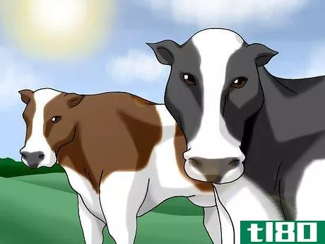 Image titled Choose a Good Dairy Cow Breed Step 5