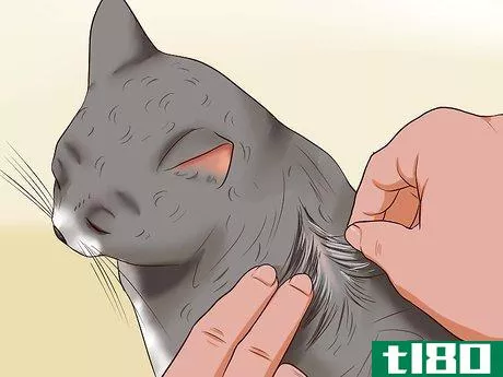 Image titled Clean Your Cat When He Can't Do It Himself Step 7