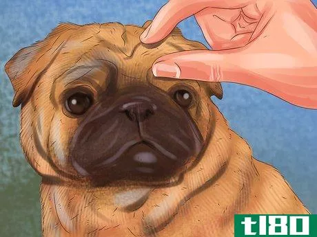 Image titled Clean a Pug's Facial Wrinkles Step 3