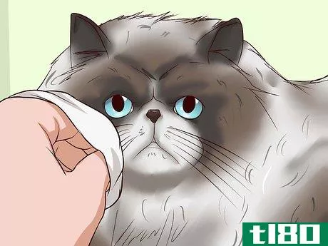 Image titled Clean Your Cat When He Can't Do It Himself Step 13