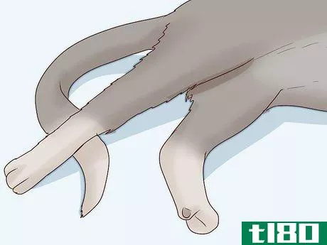 Image titled Deal with a Paralyzed Cat Step 11
