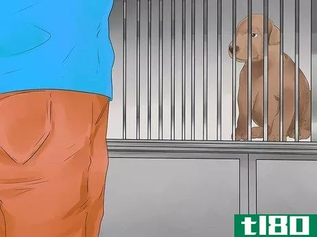 Image titled Choose a Puppy Step 12