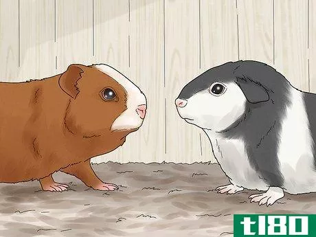 Image titled Choose a Guinea Pig for Breeding Step 11