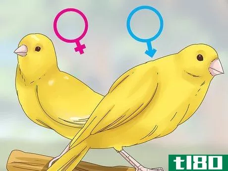 Image titled Choose a Canary Step 7