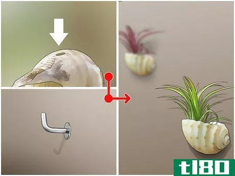 Image titled Decorate with Air Plants Step 2
