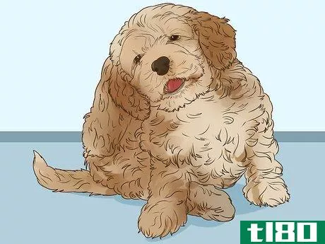 Image titled Clean Cockapoo Ears Step 6