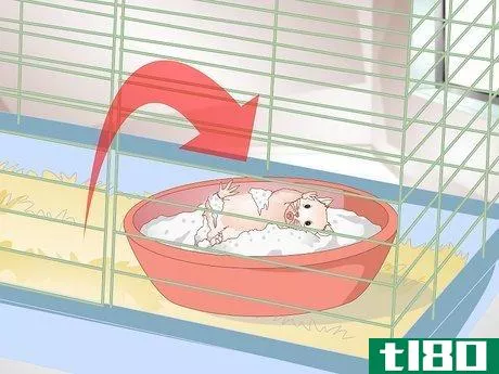 Image titled Clean a Long Haired Hamster Step 3