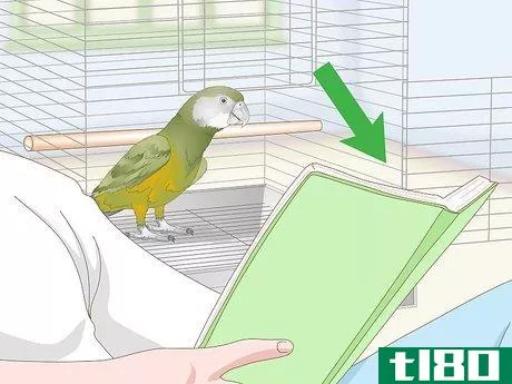 Image titled Deal with a Fearful or Stressed Senegal Parrot Step 16