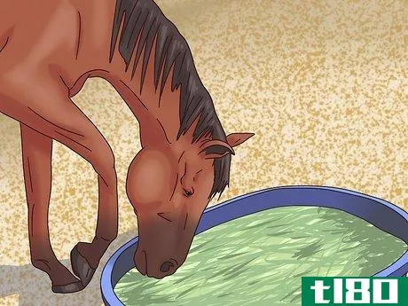 Image titled Cure Colic in Horses and Ponies Step 17