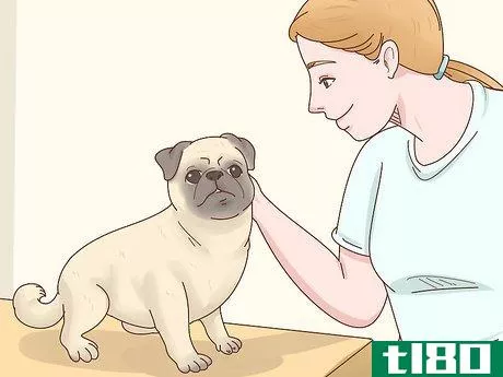 Image titled Choose a Pug Step 9
