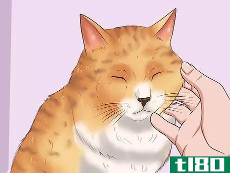 Image titled Clean Your Cat When He Can't Do It Himself Step 15