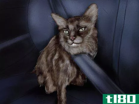Image titled Deal with Car Sickness in Cats Step 4