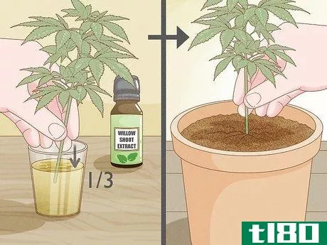 Image titled Clone a Marijuana Plant Without Rooting Hormone Step 2