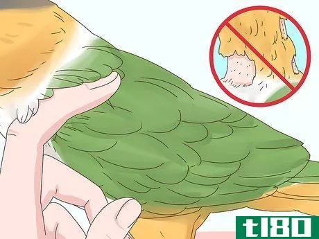 Image titled Choose a Caique Parrot Step 14