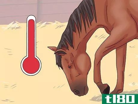 Image titled Cure Colic in Horses and Ponies Step 2