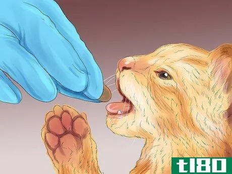 Image titled Check Your Cat's Ears for Possible Problems Step 12