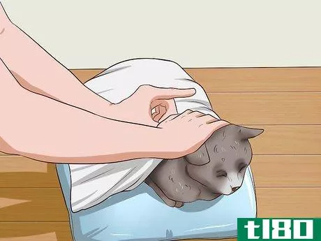 Image titled Clean Your Cat When He Can't Do It Himself Step 19