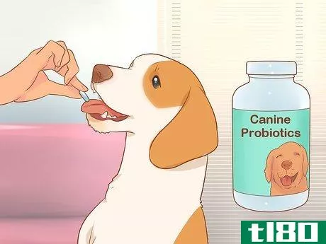 Image titled Cure a Dog's Bad Breath Step 10