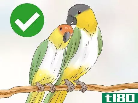 Image titled Choose a Caique Parrot Step 11