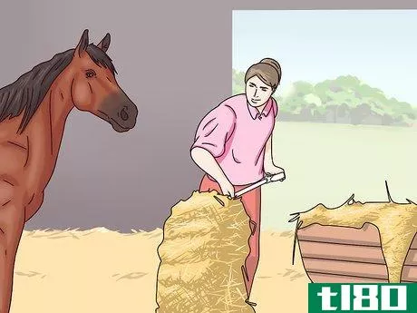 Image titled Cure Colic in Horses and Ponies Step 5