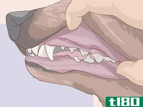 Image titled Check for Signs of Dental Disease in Dogs Step 6