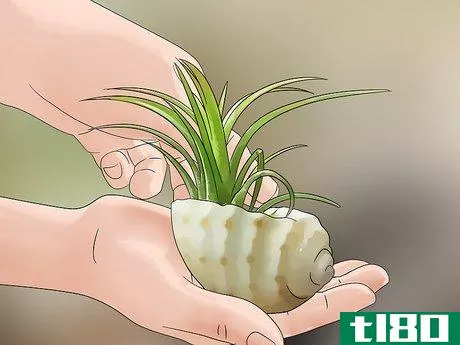 Image titled Decorate with Air Plants Step 1