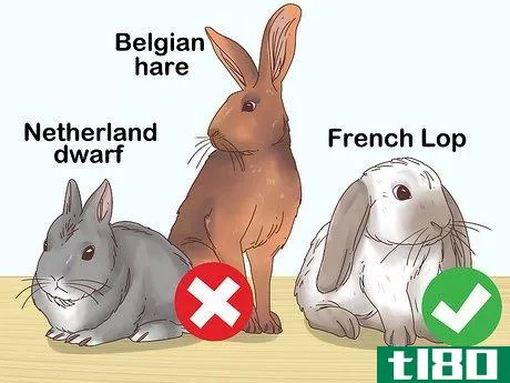 Image titled Choose a Rabbit Breed Step 1